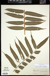 Marattia fraxinea image