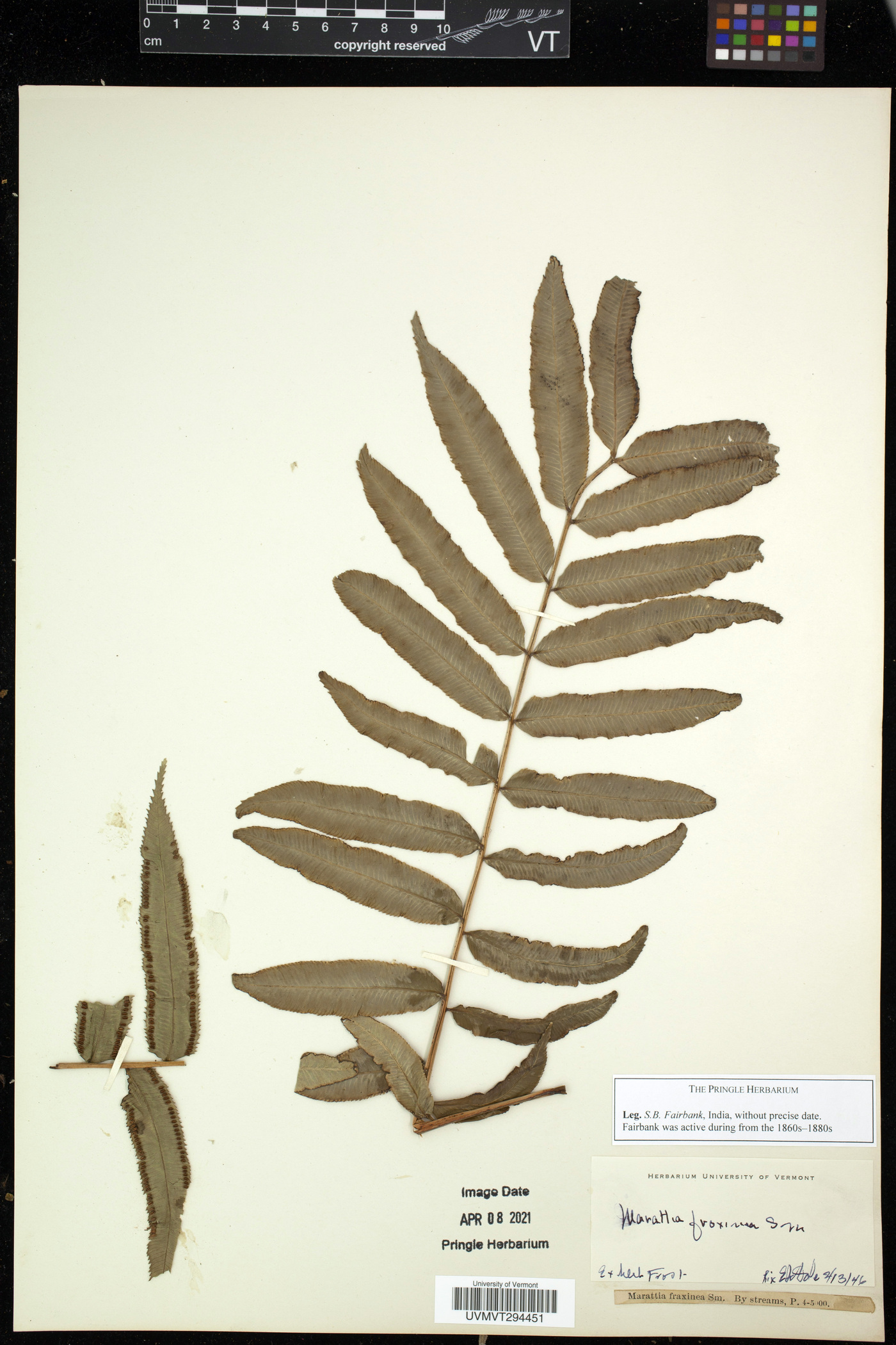 Marattia fraxinea image