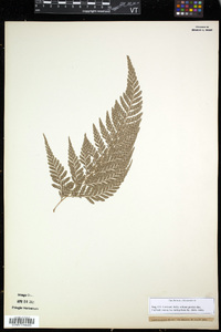 Dryopteris sparsa image