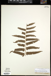 Diplazium esculentum image