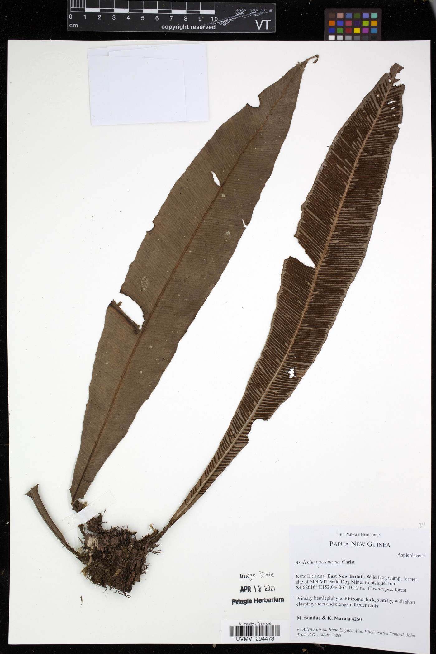 Asplenium acrobryum image