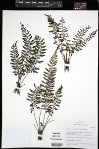 Diplazium squamuligerum image