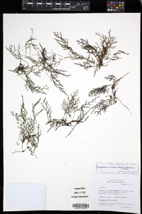 Polyphlebium werneri image