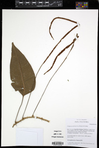 Selliguea costulata image