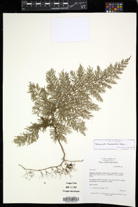 Selaginella hieronymiana image
