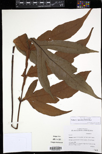 Tectaria repanda image