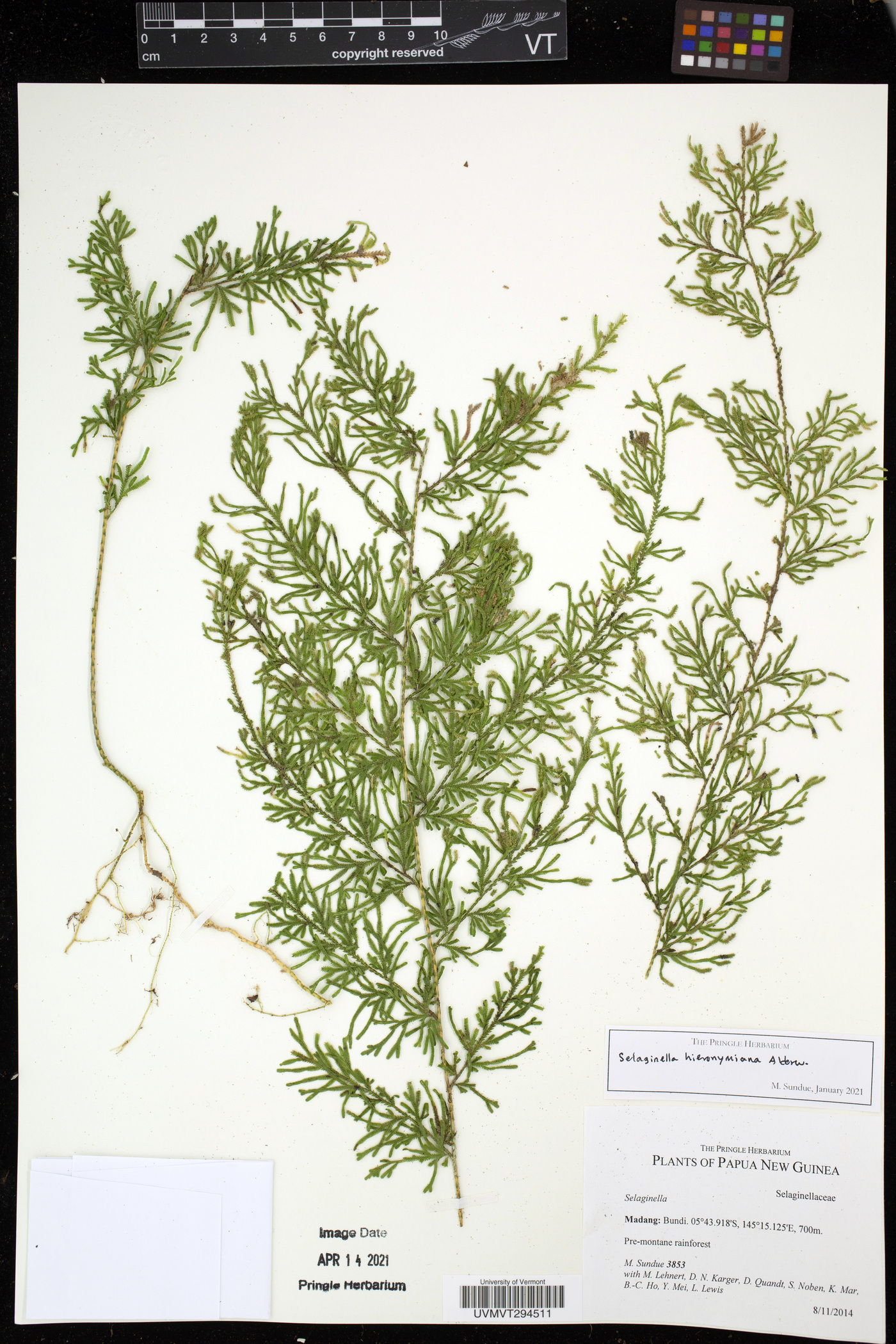 Selaginella hieronymiana image