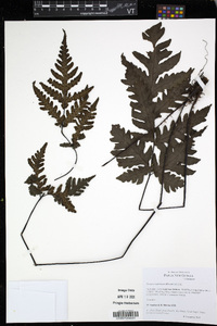 Tectaria bamleriana image