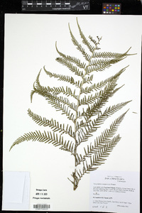 Tapeinidium novoguineense image