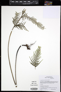 Tapeinidium novoguineense image