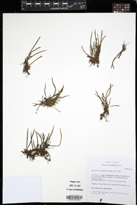 Haplopteris angustifolia image