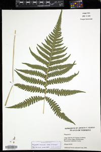 Phegopteris excelsior image