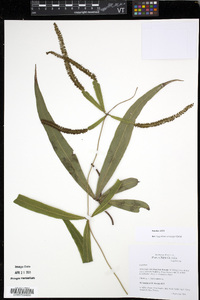 Lygodium versteegii image