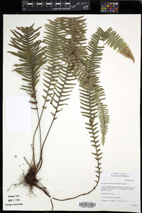 Mycopteris semihirsuta image