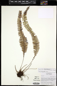 Mycopteris semihirsuta image