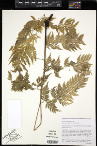 Saccoloma inaequale image