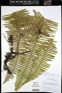 Dicranopteris curranii image