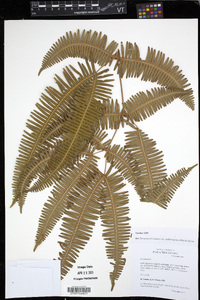 Dicranopteris linearis image