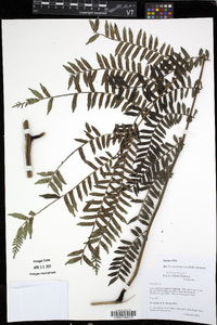Ptisana melanesica image