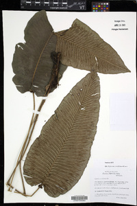 Diplazium cordifolium image