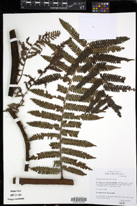 Cyathea alta image