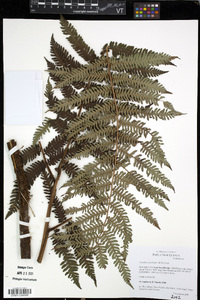 Cyathea alta image