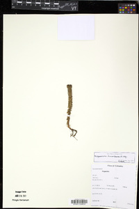 Media resource of Phlegmariurus dianae