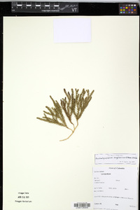 Austrolycopodium magellanicum image