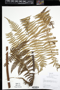Hypolepis elegans image