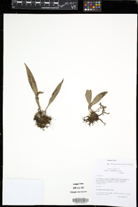 Antrophyum plantagineum image