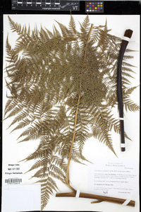 Calochlaena straminea image