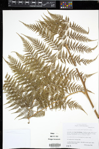 Calochlaena straminea image