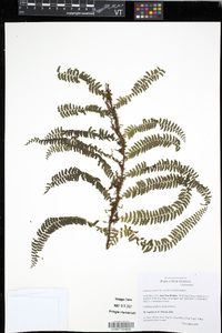 Lindsaea repens image