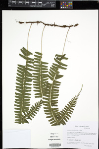Media resource of Lindsaea pickeringii
