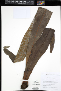 Microsorum glossophyllum image