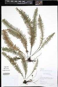 Prosaptia contigua image