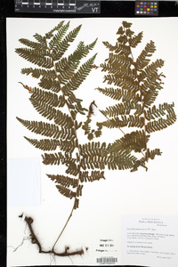 Davallia pubescens image