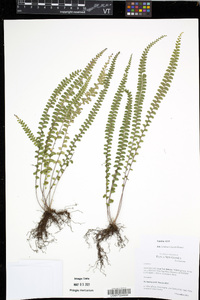 Lindsaea lucida image