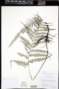 Tapeinidium novoguineense image