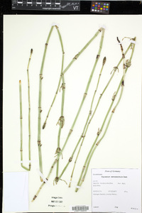 Equisetum ramosissimum image
