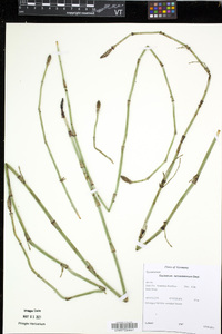 Equisetum ramosissimum image