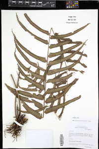 Nephrolepis biserrata image