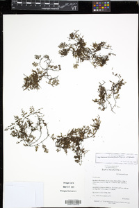 Crepidomanes kurzii image