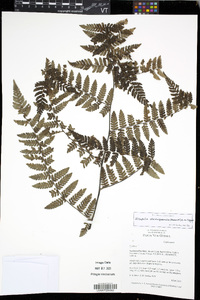 Media resource of Alsophila albidosquamata