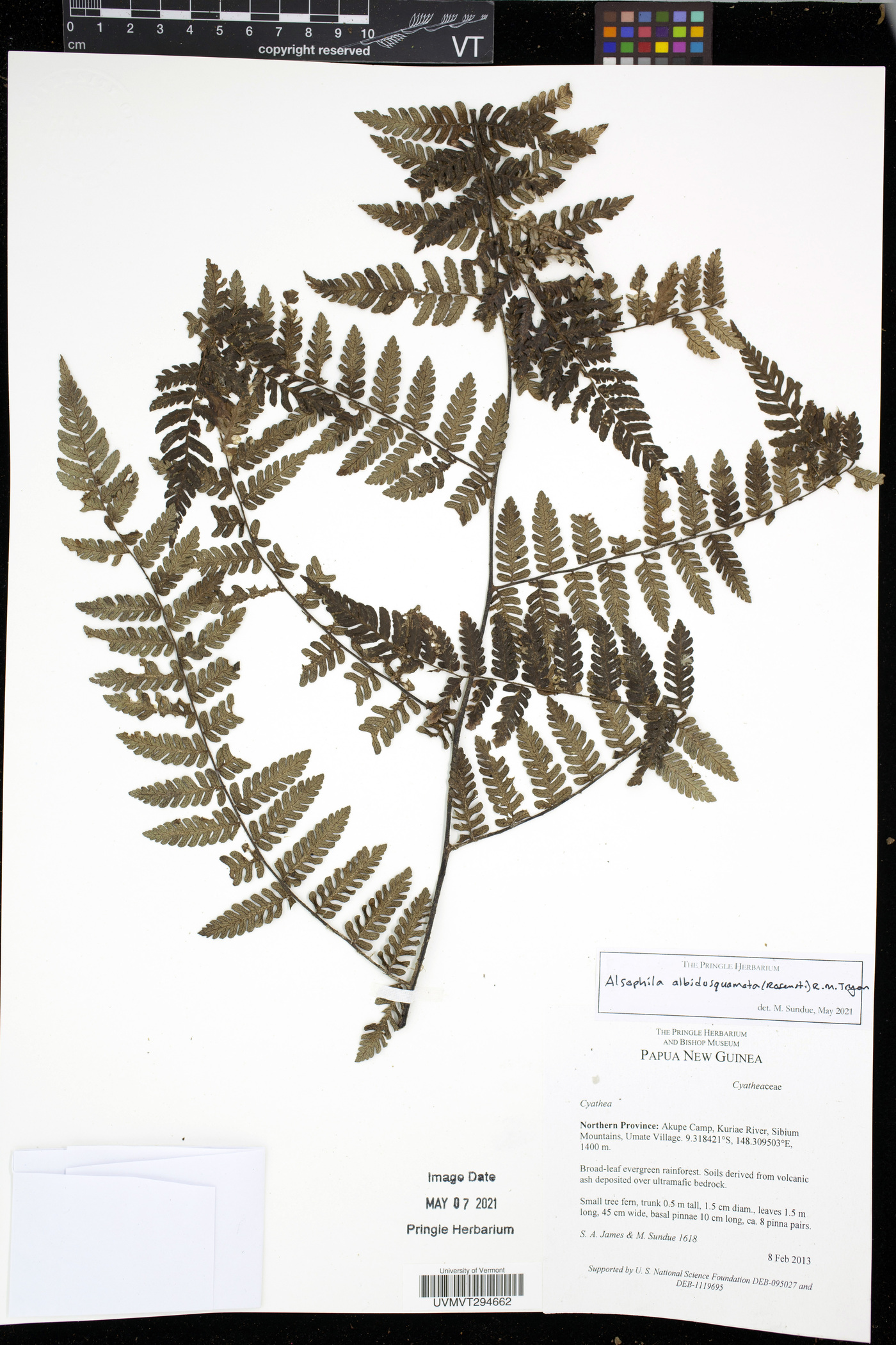 Alsophila albidosquamata image