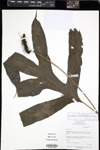 Phymatosorus membranifolius image