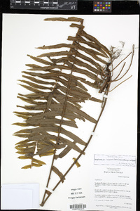 Nephrolepis brownii image