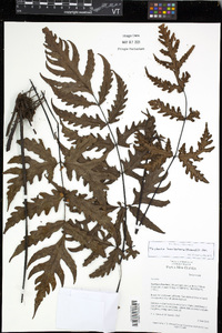 Tectaria bamleriana image