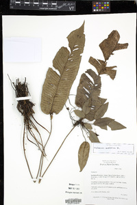 Diplazium cordifolium image