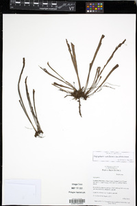 Haplopteris ensiformis image